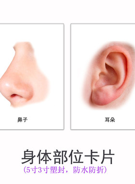 身体部位卡片 人体五官卡人体部位认知卡 真实人物五官卡