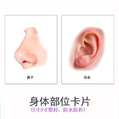 身体部位卡片 人体五官卡人体部位认知卡 真实人物五官卡