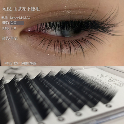 北海道短根山茶花下睫毛1mm嫁接