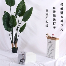 ins纯白色背景布摄影挂墙摆拍布料抖音主播道具儿童淘宝拍照白布