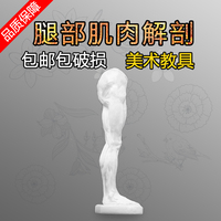 解剖人体i肌肉直腿部 石膏雕塑像 102CM 教具 素描速写绘画美术