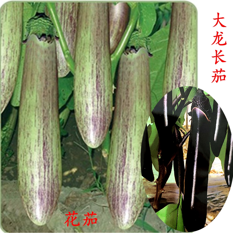 花茄竹丝茄 大龙长茄种子 果肉柔嫩品质佳高产口感型长茄蔬菜种籽