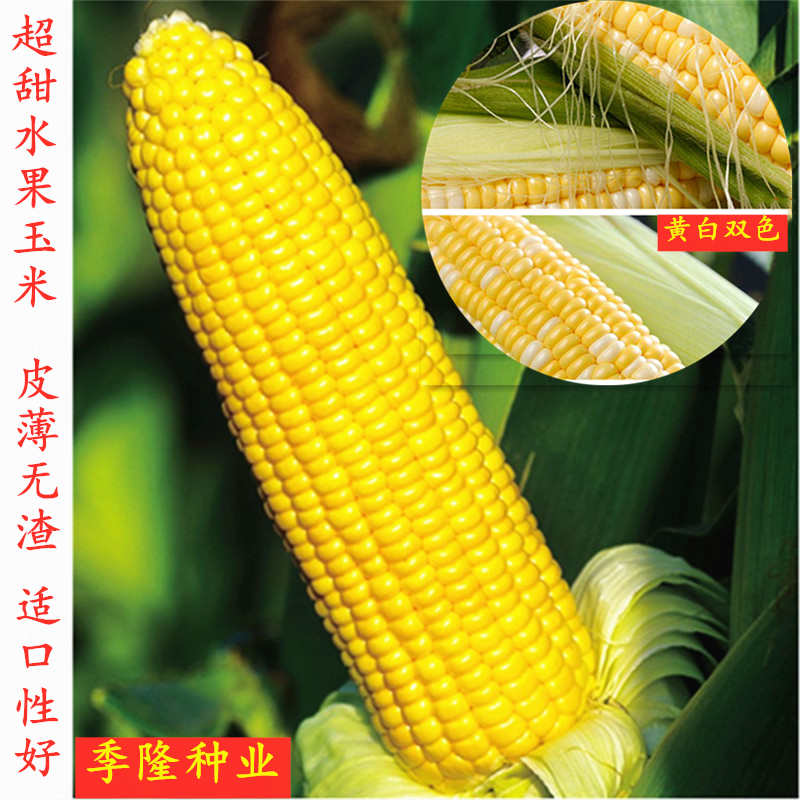 超甜水果玉米种子皮薄脆甜无渣鲜食生吃黄色双色水果玉米种籽