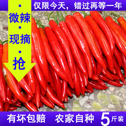 新鲜大红辣椒可做辣椒酱剁椒泡椒