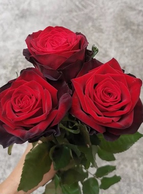 黑金中苗 暗红色大花耐寒耐旱抗病勤花月季分枝性好玫瑰