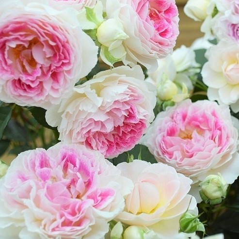 假日岛根西/芍药 灌木月季花 大花浓香欧月 四季开花盆栽花