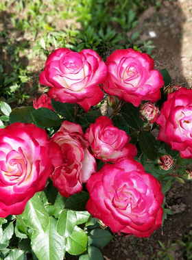 摩洛哥公爵月季花苗特大花卉玫瑰盆栽庭院室内外阳台四季开花植物