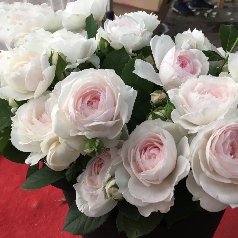 草莓奶昔切花日本月季浓香大花超新品包子月季玫瑰盆栽地栽扦插