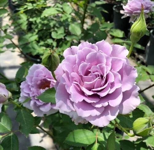 河本纯子浓香月季 爽 花苗盆栽庭院花园植物多季开花 玫瑰花卉