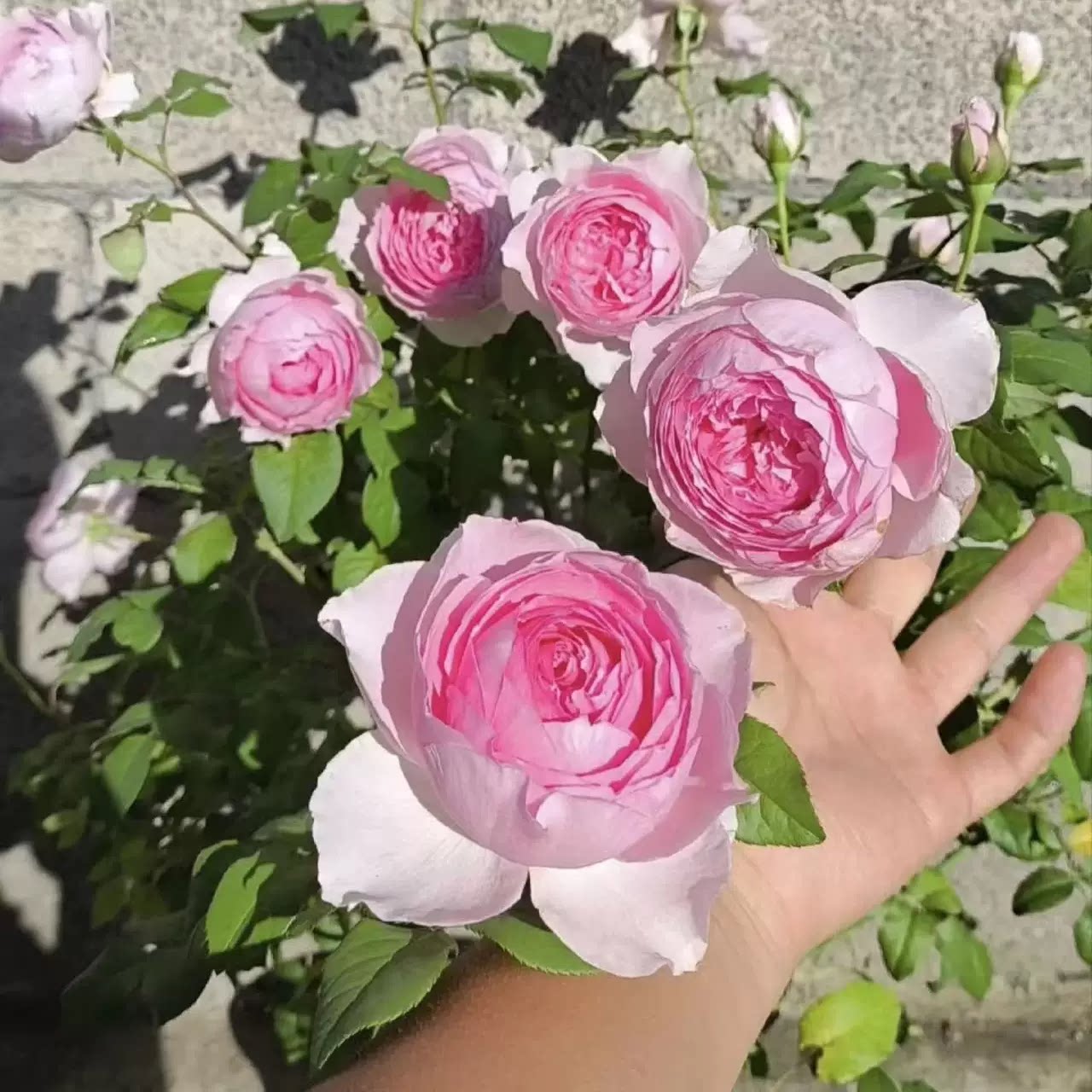 玉环鸣 棒棒糖树月季花苗 浓香灌木包子型勤花月季 庭院阳台盆栽图片