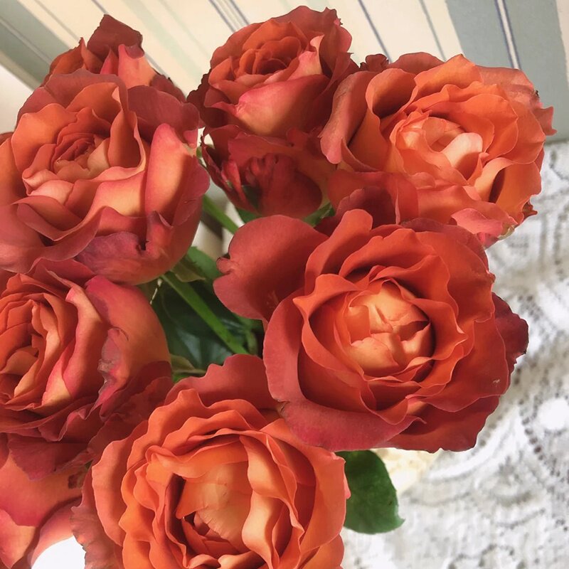 山姆月季 咖啡时间 四季开花灌木浓香切花玫瑰月季苗庭院阳台盆栽