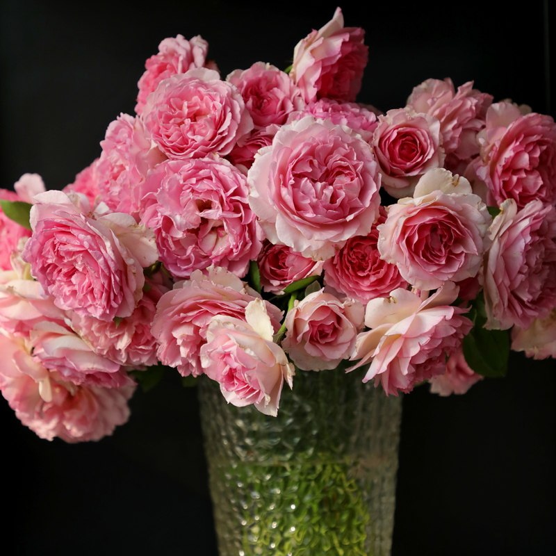 罗衣爬藤月季浓香花量大抗病拱门花墙花柱植物盆,鲜花速递/花卉仿真/绿植园艺,月季/蔷薇/玫瑰,淘宝优惠券,粉丝福利购,淘宝优惠卷