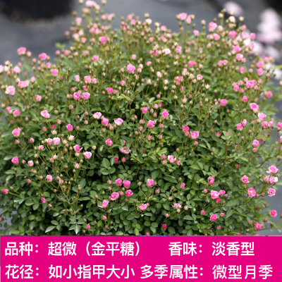 绿植日本金平糖玫瑰阳台月季花苗