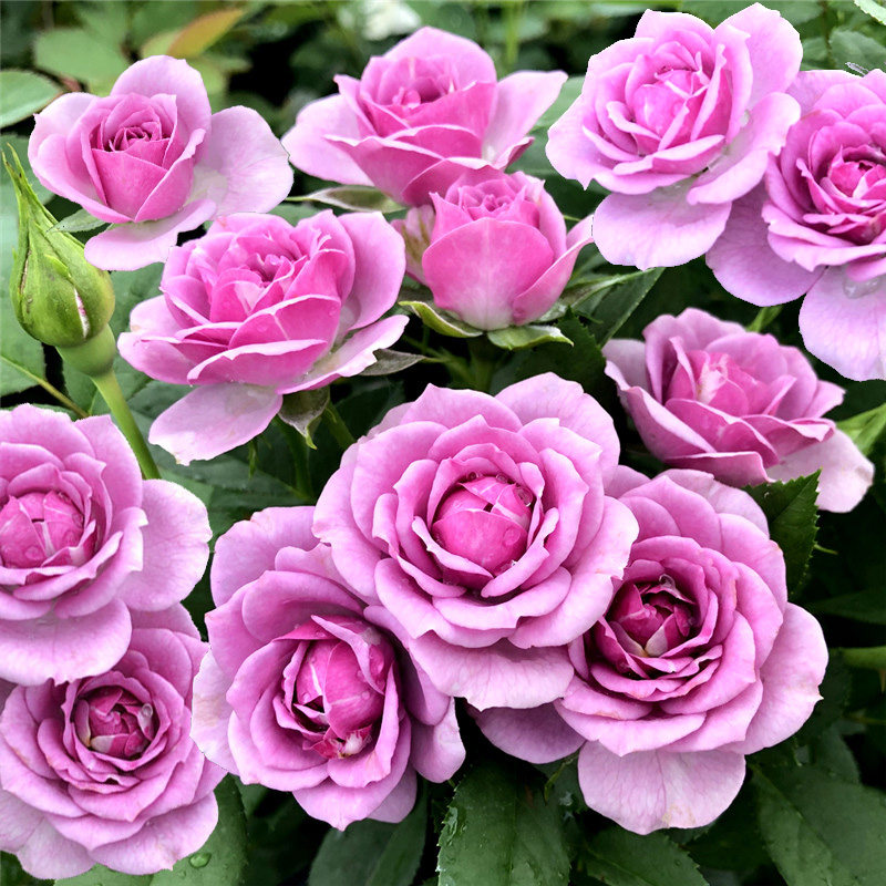 薰衣草门廊月季欧月大苗庭院别墅花园植物多花耐热抗病四季开花