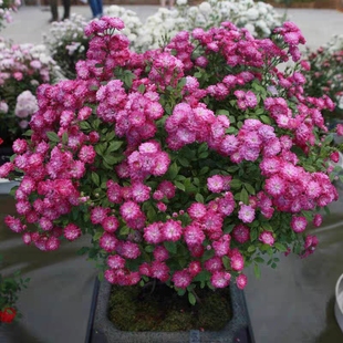 姬月季 四季 紫红微月 开花 绿植花卉 迷你微型月季 日本超微月季