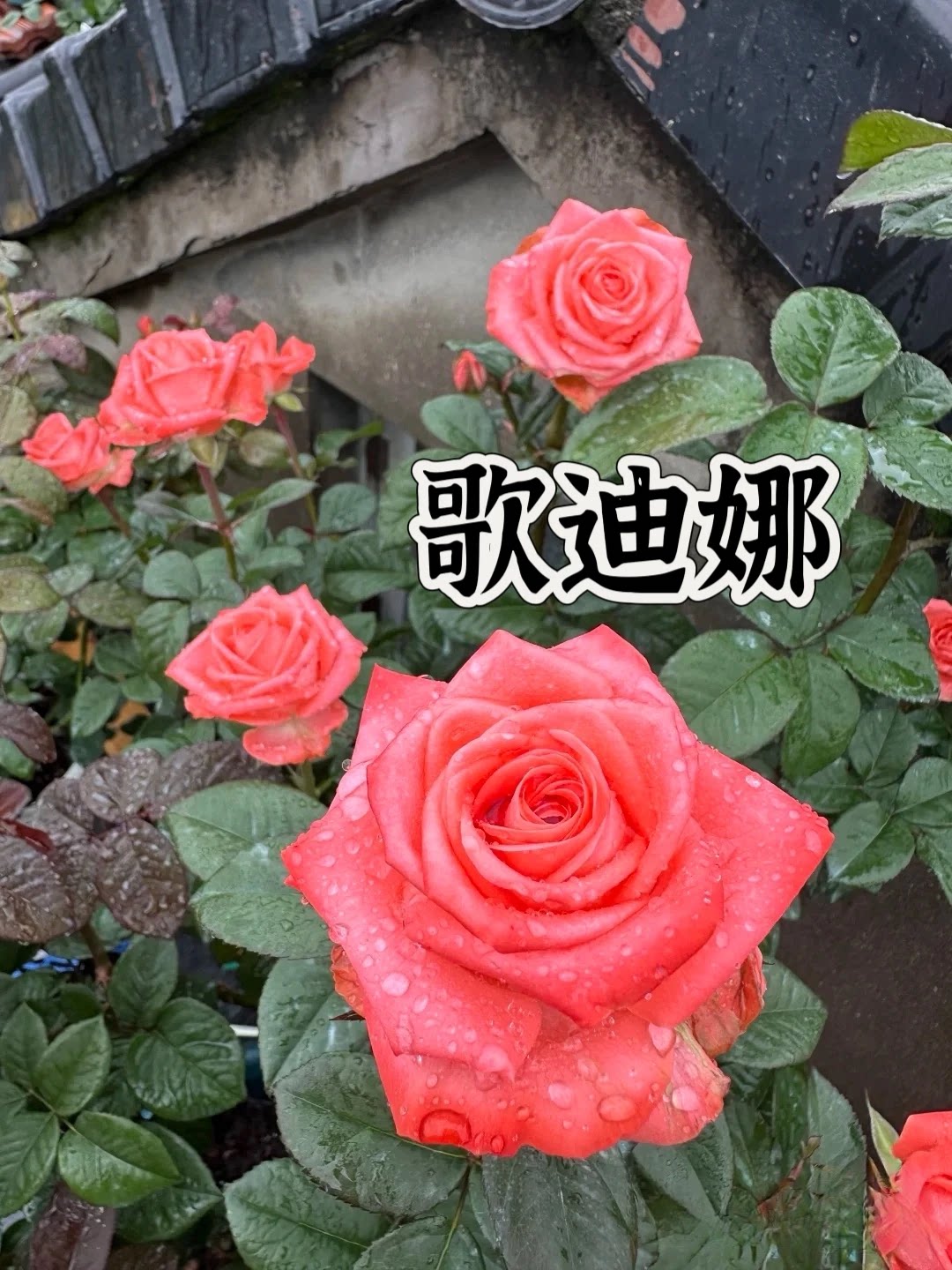 【歌迪娜棒棒糖树月】 高杯耐开抗病 露天高抗大花图片