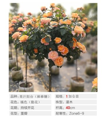 果汁阳台多色 棒棒糖月季 花苗玫瑰庭院浓香嫁接树状盆栽