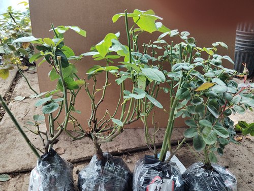 月季玫瑰花苗冬季 修剪发货 营养土苗