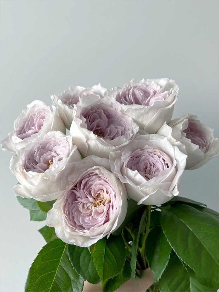 珍珠牛乳新品月季珍珠奶茶玫瑰花苗盆栽阳台直立四季容易养庭院