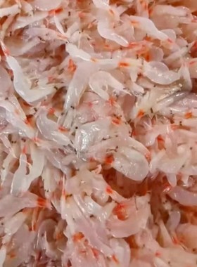 山东渤海湾滨州沾化虾酱鲜虾酱海虾酱海鲜酱非正宗即食1000g鲜泡