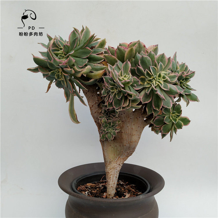 多肉莲花掌发师法师灿烂缀化一颗包邮多肉老桩一物一拍盼盼多肉坊