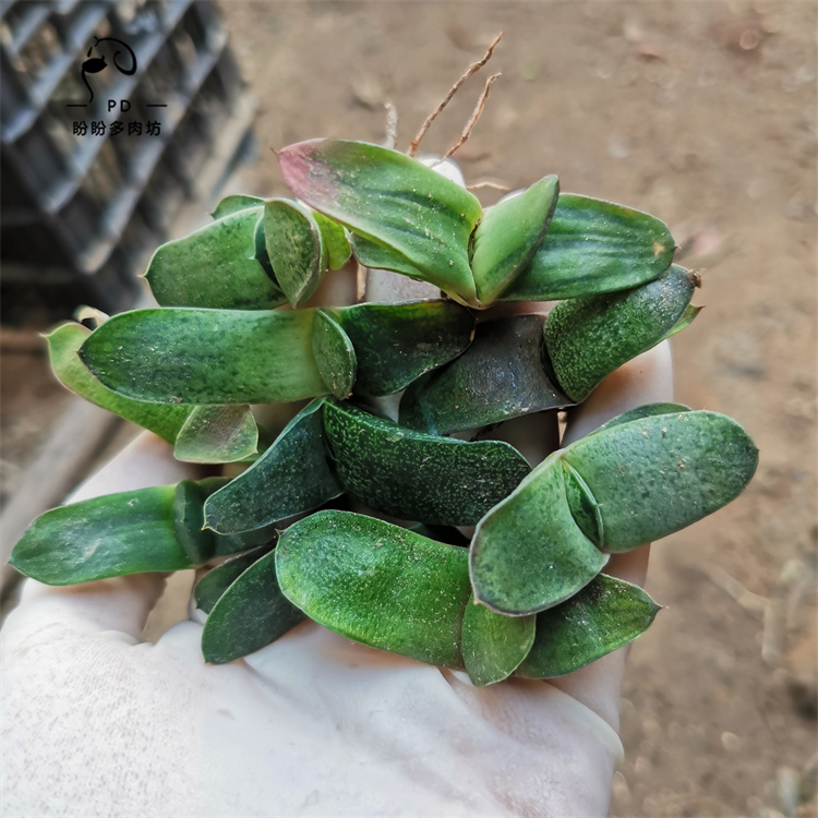 多肉实生卧牛小苗大疣卧牛恐龙军配卧牛稀有卧牛9.9元包邮