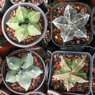 多肉仙人掌实生核桃银砂琉璃鸾凤玉仙人球 一物一拍盼盼多肉坊