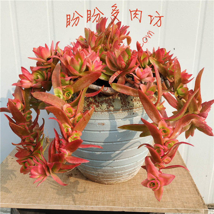 多肉火祭秋火莲悬崖吊篮老桩多头一物一拍盼盼多肉坊