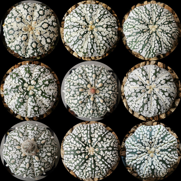 多肉实生超兜奇迹兜斑点兜海星兜多肉植物仙人球一物一拍盼盼多肉