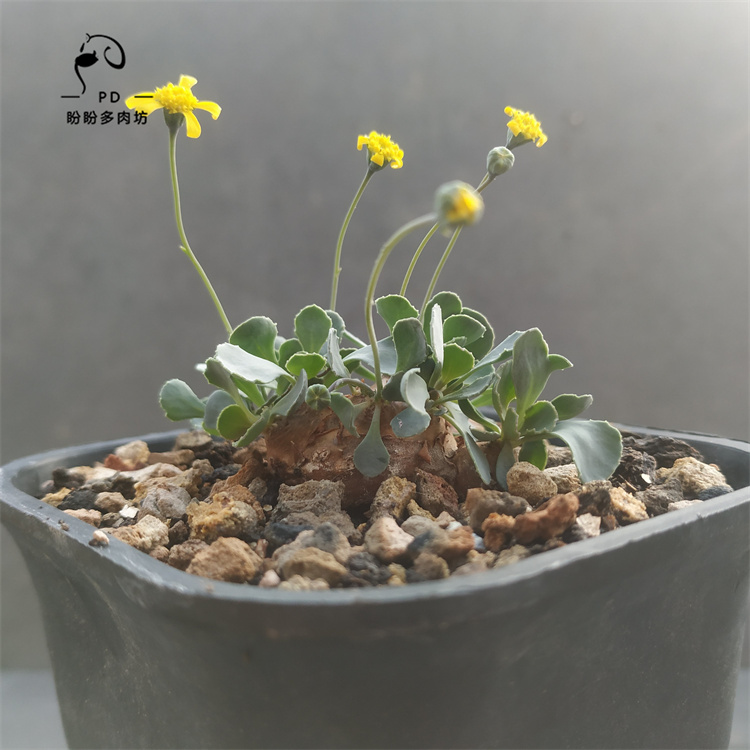 多肉格加厚敦菊一物一拍