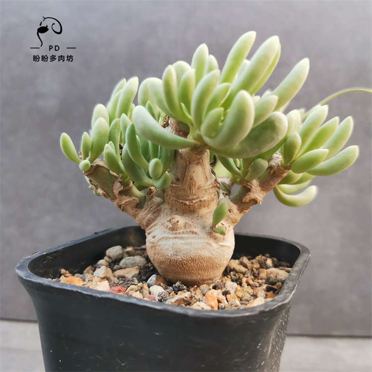 多肉块茎卡拉菲厚敦菊一物一拍