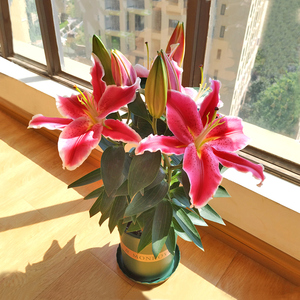 香水百合花盆栽带花苞阳台好养