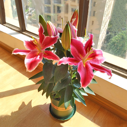 香水百合花盆栽带花苞带土发货四季好养植物阳台客厅花卉