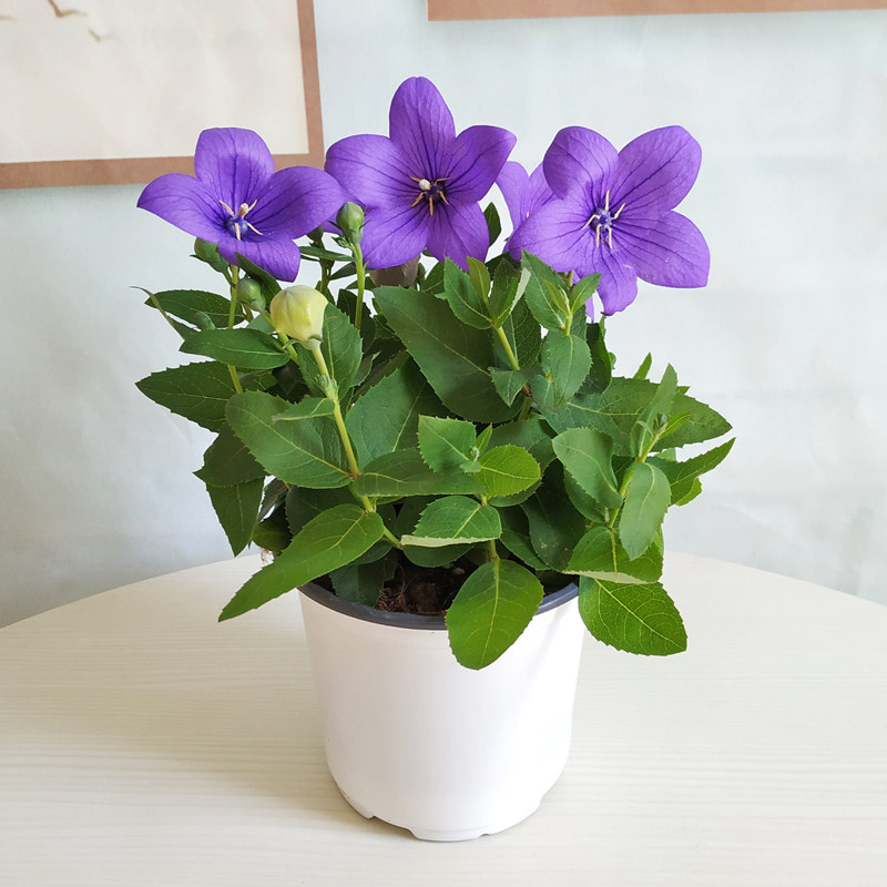 桔梗盆栽花卉四季好养多年生