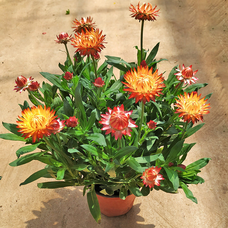 麦秆菊盆栽花卉带花苞四季阳台开花庭院好养雏菊鲜花大苗麦杆蜡菊