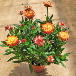 麦秆菊盆栽花卉带花苞四季阳台开花庭院好养雏菊鲜花大苗麦杆蜡菊