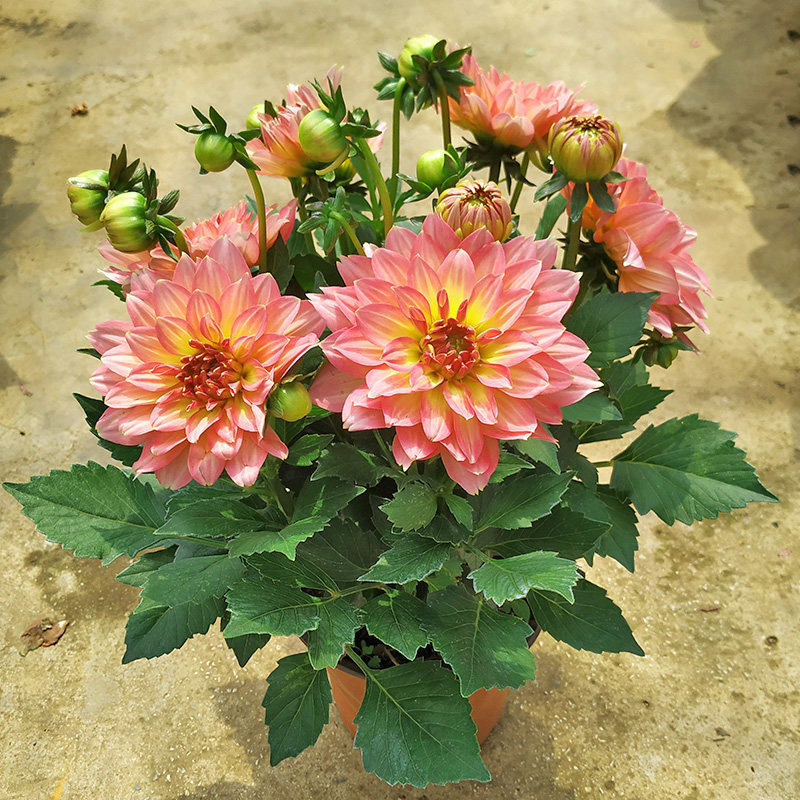 大丽花盆栽带花苞四季好养阳台庭院开花多年生矮化小丽菊花卉苗