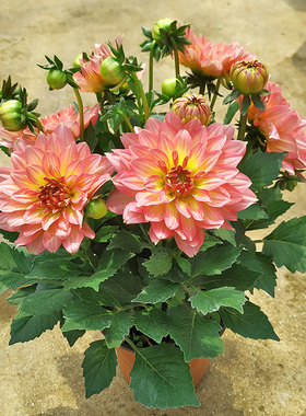 大丽花盆栽带花苞四季好养阳台庭院开花多年生矮化小丽菊花卉苗