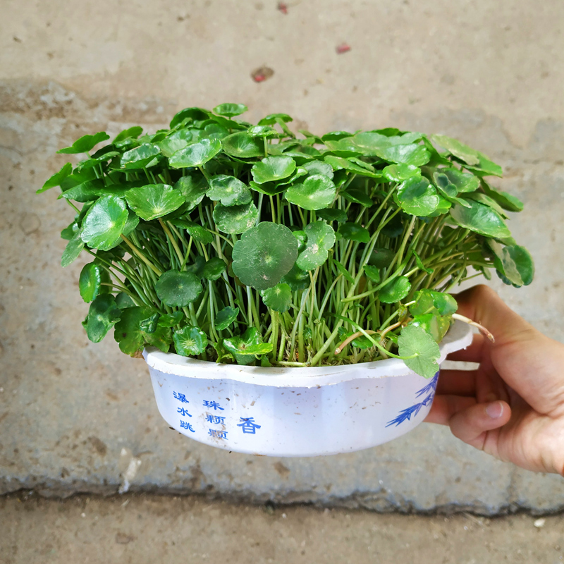 铜钱草水培植物阳台庭院水养绿植爆盆状态发货办公桌盆栽金钱草