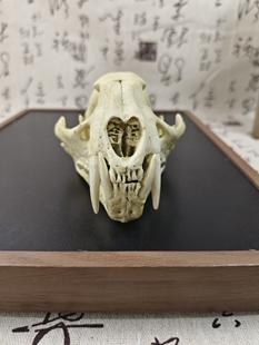 仿真云豹头骨模型动物头骨树脂模型博物馆摆件绘画教学习参考模型