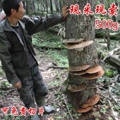 野生平盖灵芝整枝大块野生灵芝片 粉青芝500g长白山树舌灵芝