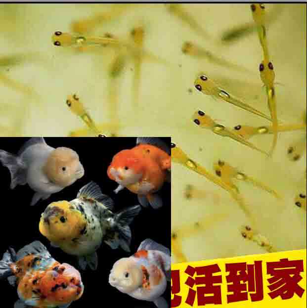 元宝狮水花苗观赏鱼淡水冷水金鱼苗出售中