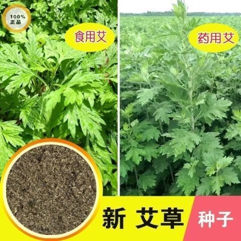 材种子艾草种子艾蒿艾叶种子医草艾绒香艾草防蚊虫图片
