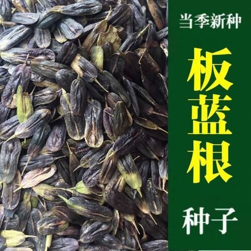 板蓝根种子苗材大青叶种板蓝根籽种四季种植小叶大叶植物种孑