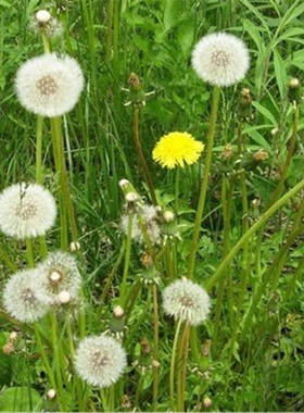 户外蒲公英种子寿光野菜婆婆丁野生药用曲麻菜种子苦麻菜家庭阳台