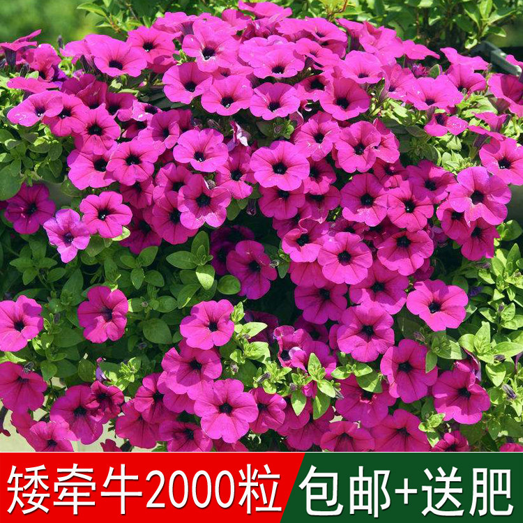 草花种子四季可播波斯菊种子格桑花太阳花满天星含羞草薰衣草包邮