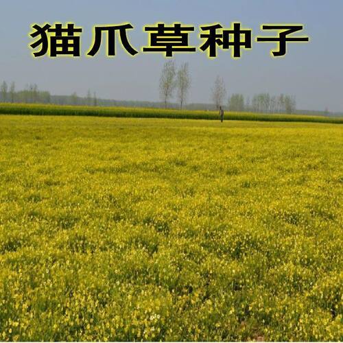 新采药材种子猫爪草种子猫爪草种籽包邮