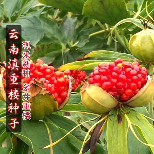 材种子云南重楼种子粉质滇楼七叶一枝花滇重楼独角莲种子