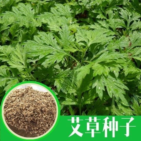 艾草种子食用驱蚊草艾叶种籽野生蕲艾青蒿种子艾灸夏季艾草种