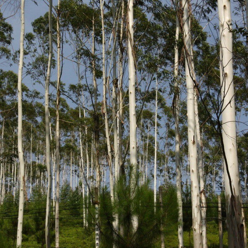 桉树种子 白柴油树种子 大叶桉树种子 巨桉种子 速生桉种子 包邮